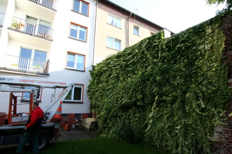 Wann darf man Bäume fällen? Regeln & Fristen in NRW