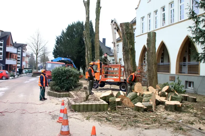 Baumdienst und Baumfällung